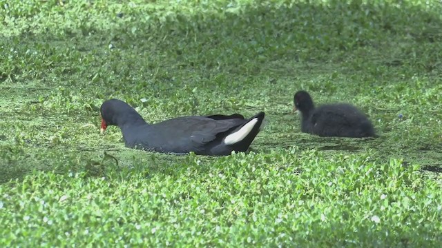 Dusky Moorhen - ML387141101