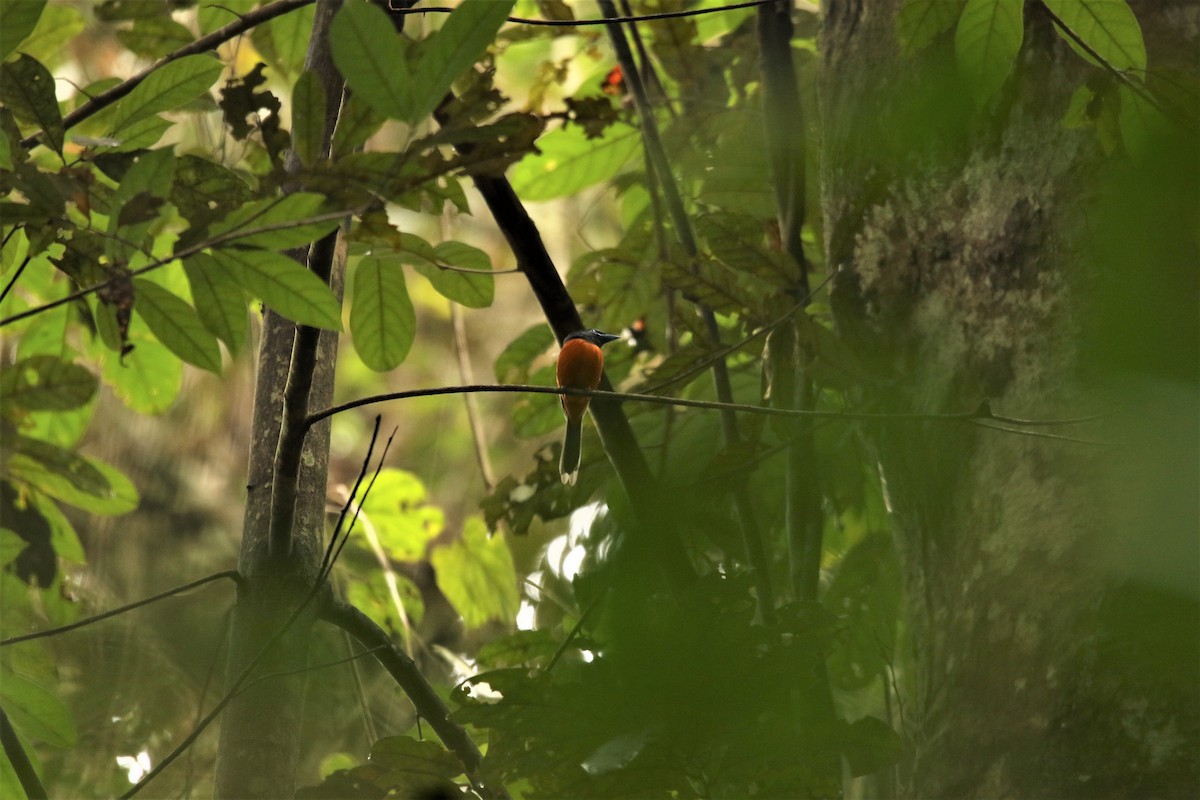 Black-headed Paradise-Flycatcher - ML387141631