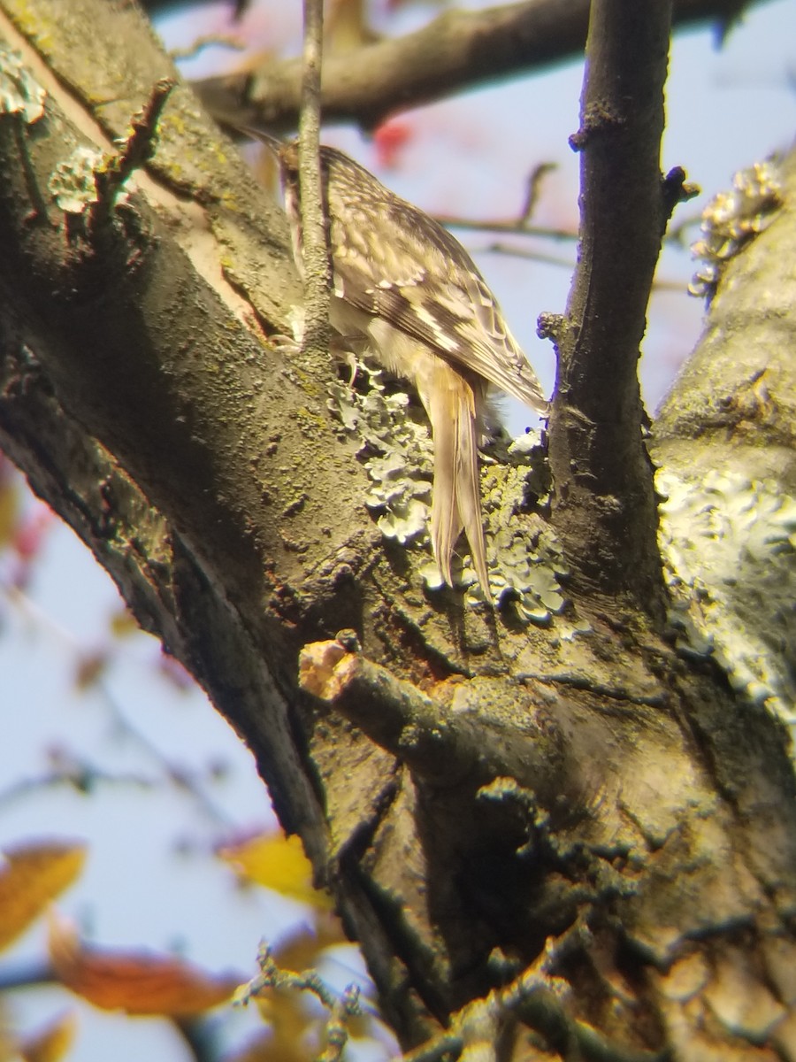 Brown Creeper - ML387141761