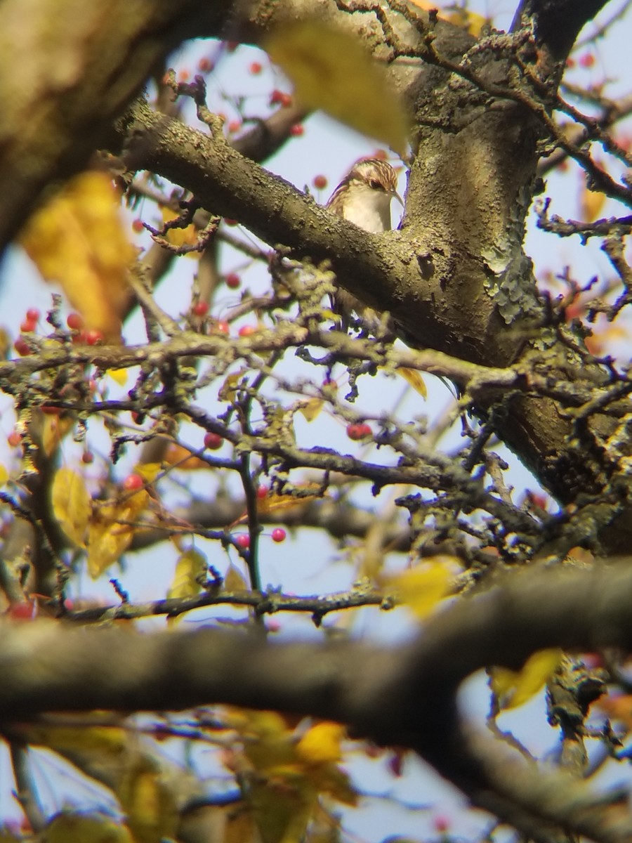 Brown Creeper - ML387141771