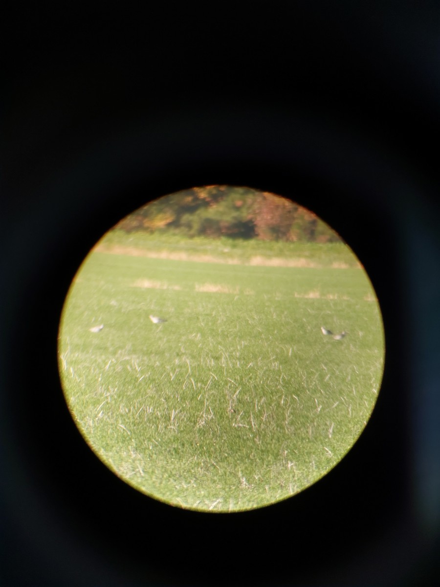 Black-bellied Plover - ML387141831