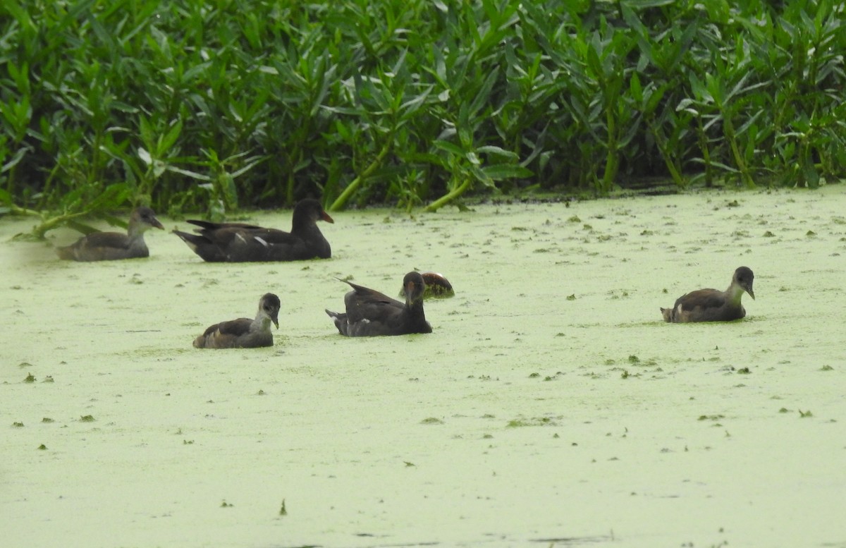 Gallinule poule-d'eau - ML387144181