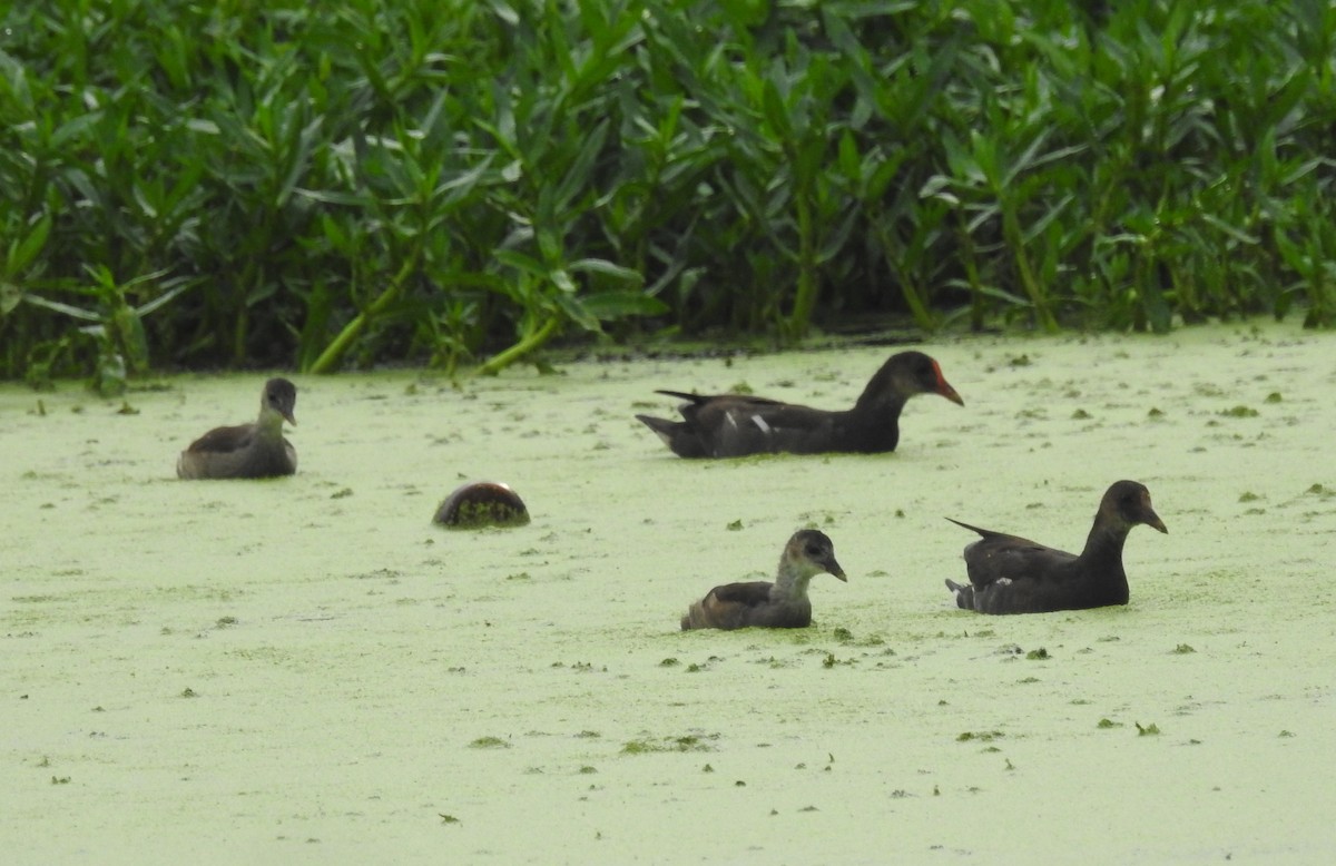 Gallinule poule-d'eau - ML387144221