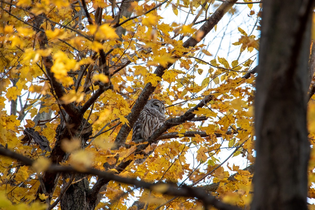 Barred Owl - Daniel Mlodozeniec