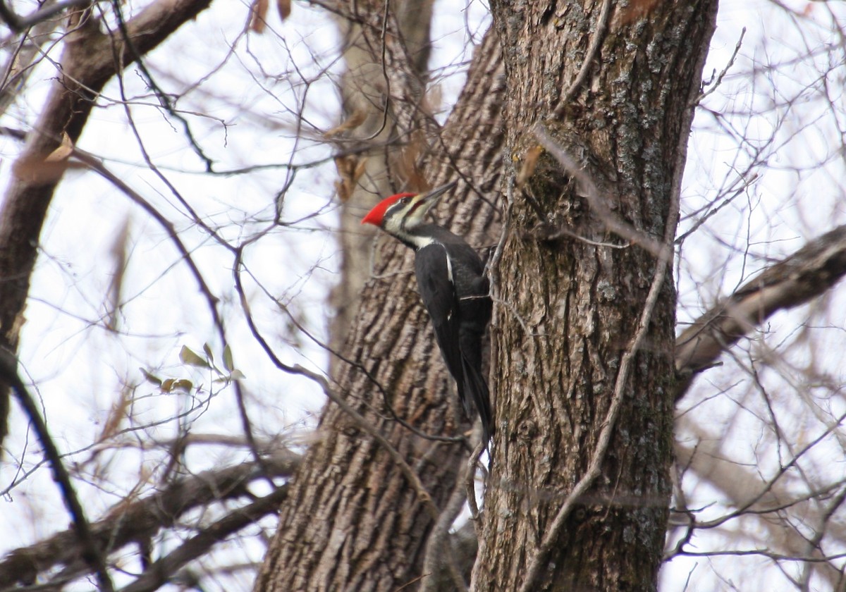 Pileated Woodpecker - ML387145181