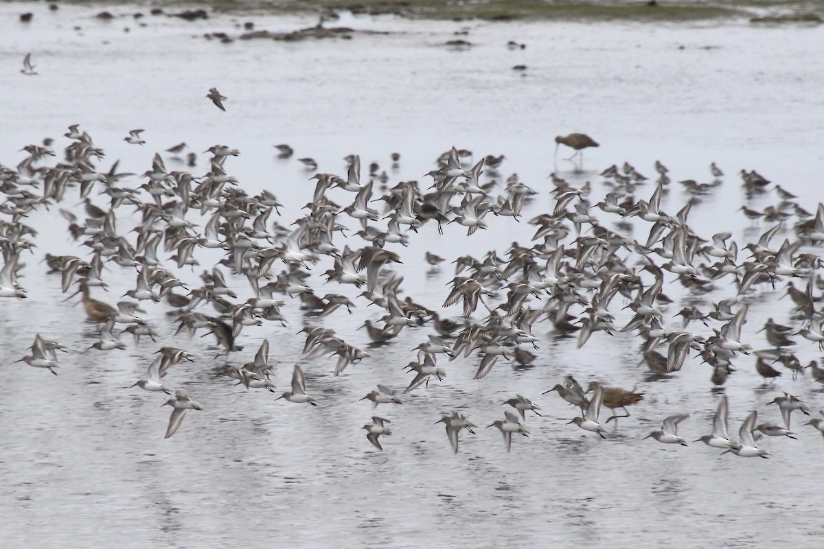 Dunlin - ML387146221