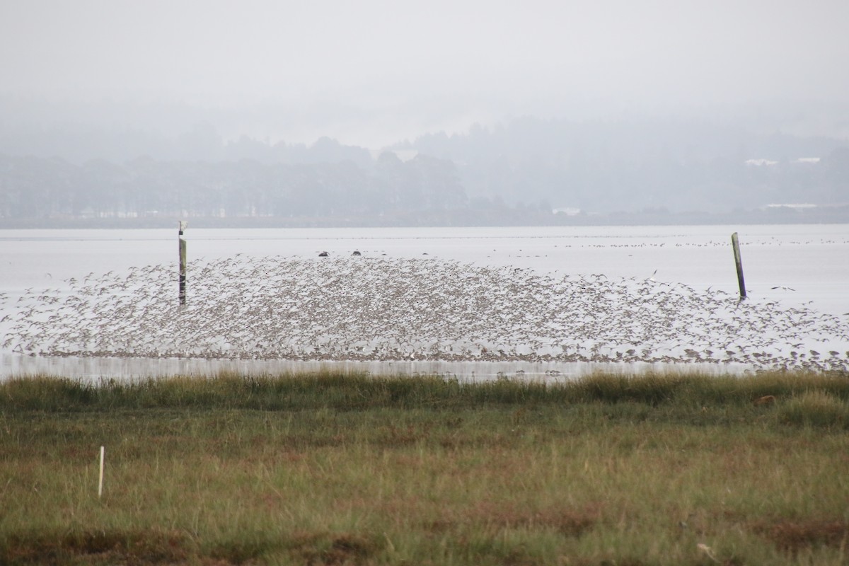 Dunlin - ML387146301