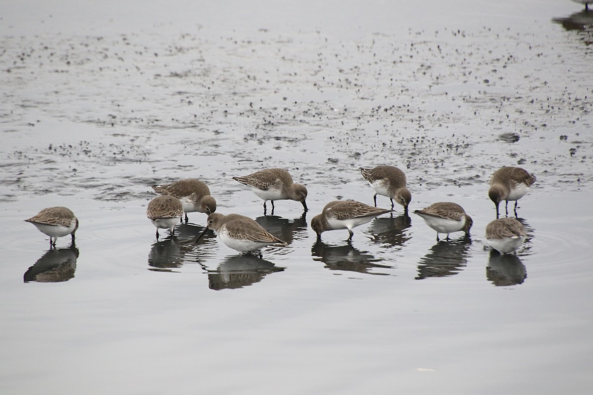 Dunlin - ML387146321