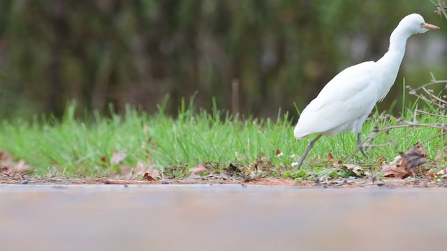 Western Cattle-Egret - ML387146691
