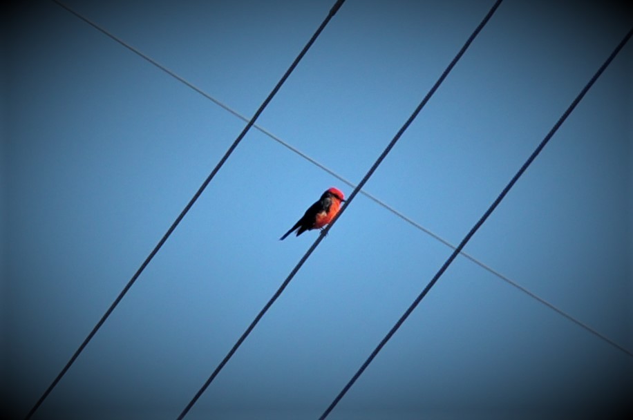 Vermilion Flycatcher - ML387146951