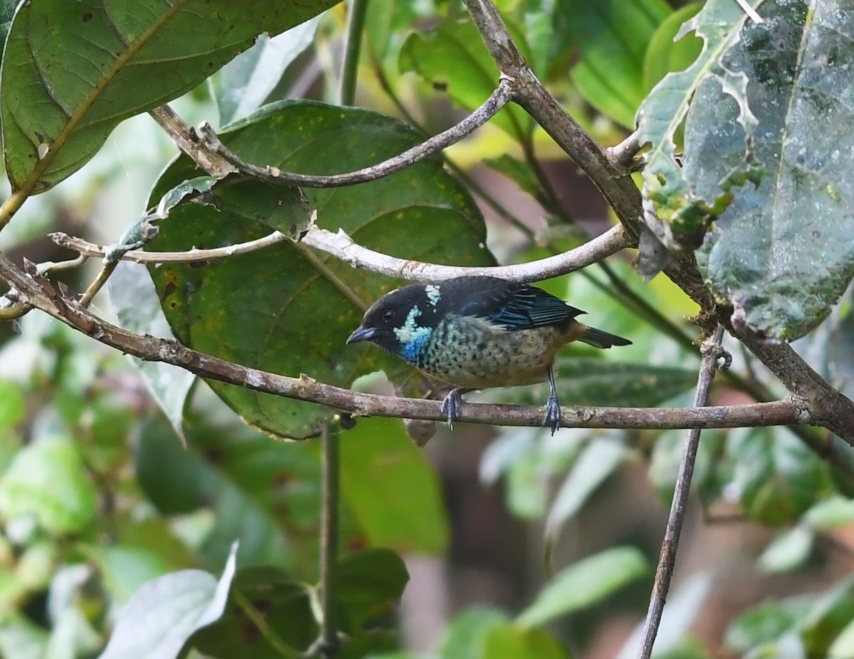 Green-naped Tanager - Joshua Vandermeulen