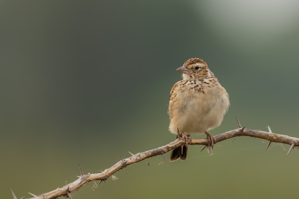 Indian Bushlark - Aditya Rao