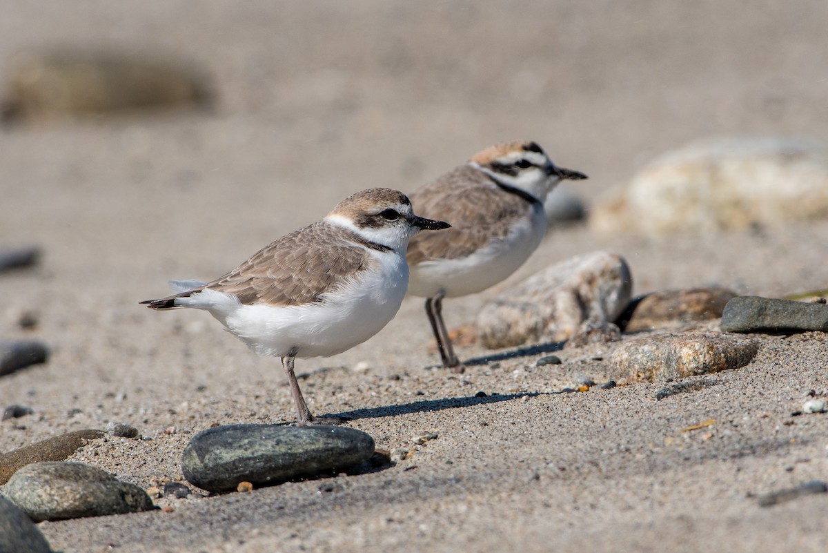 Snowy Plover - ML38715081