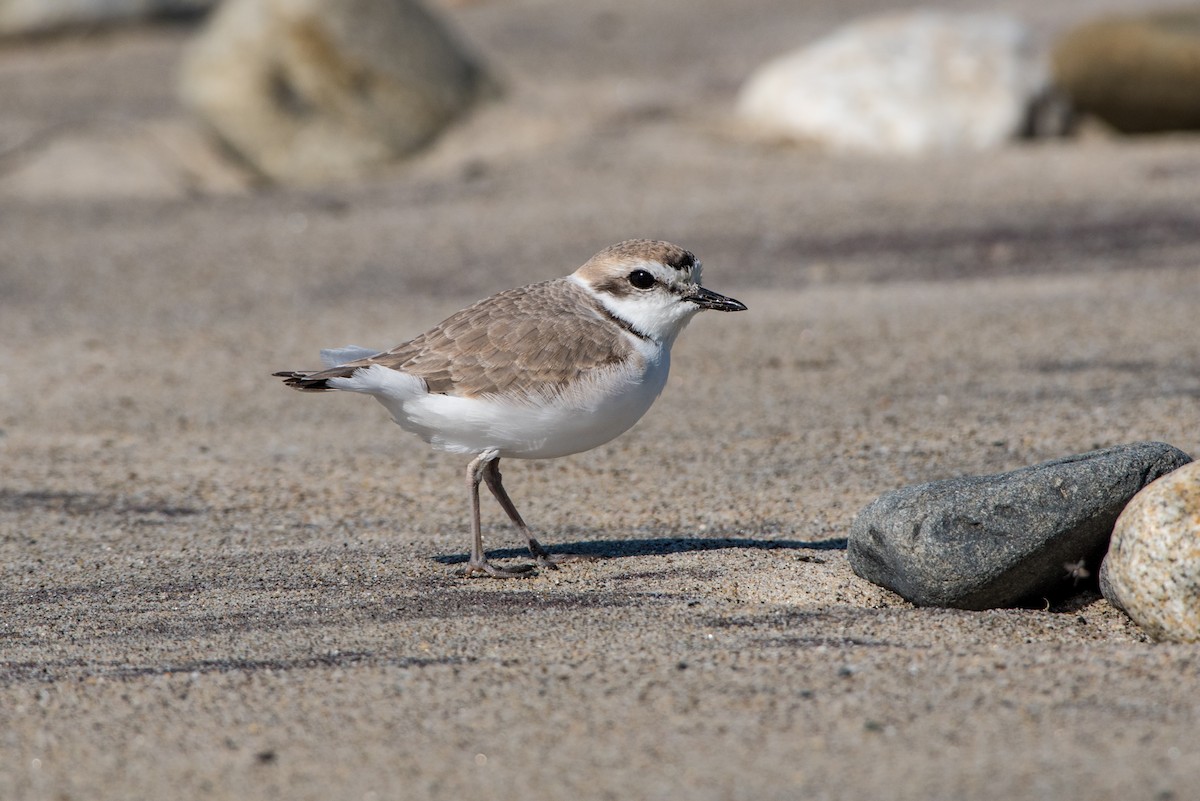 Snowy Plover - ML38715101