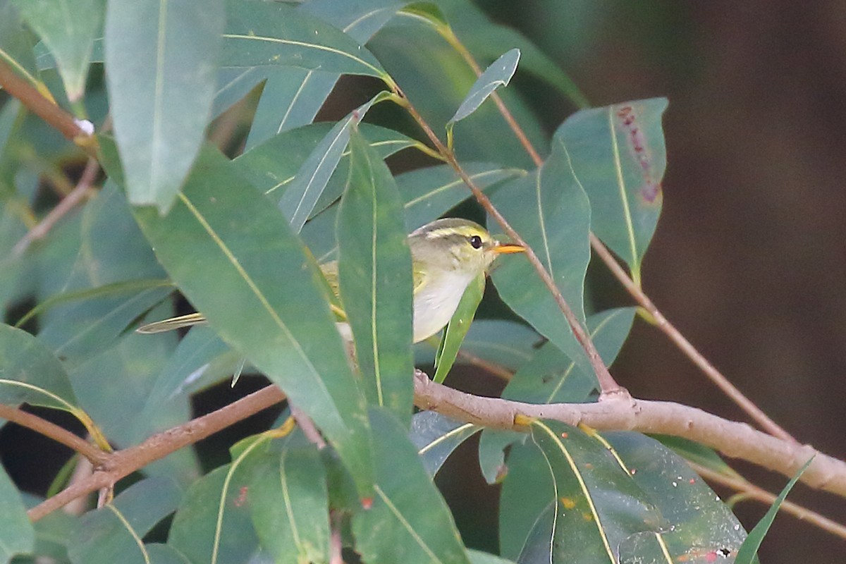 Western Crowned Warbler - ML387151571