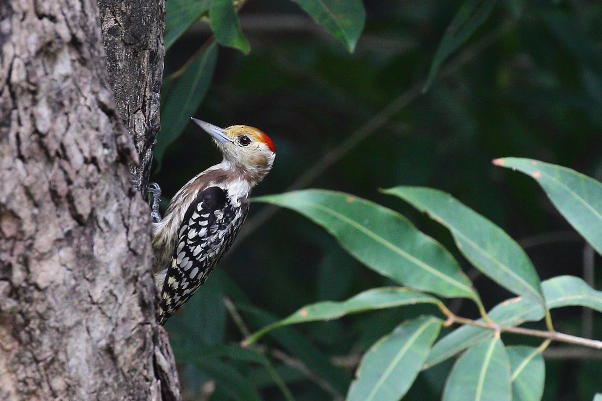 Yellow-crowned Woodpecker - ML387151681
