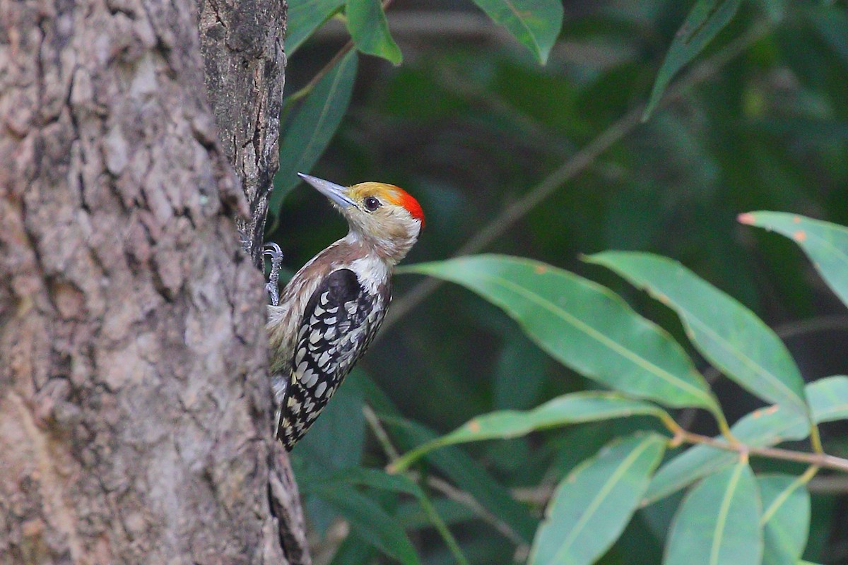 Yellow-crowned Woodpecker - ML387151701
