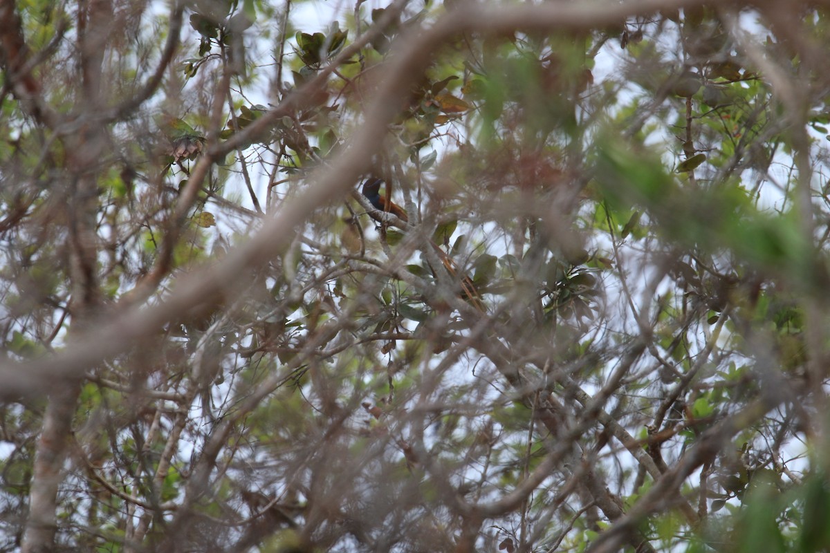 Rufous-vented Paradise-Flycatcher - ML387152121