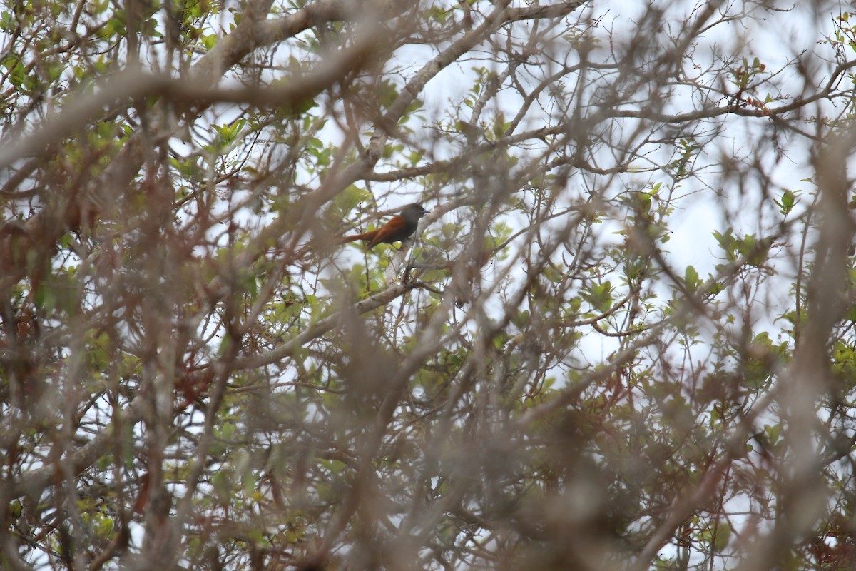 Rufous-vented Paradise-Flycatcher - ML387152161