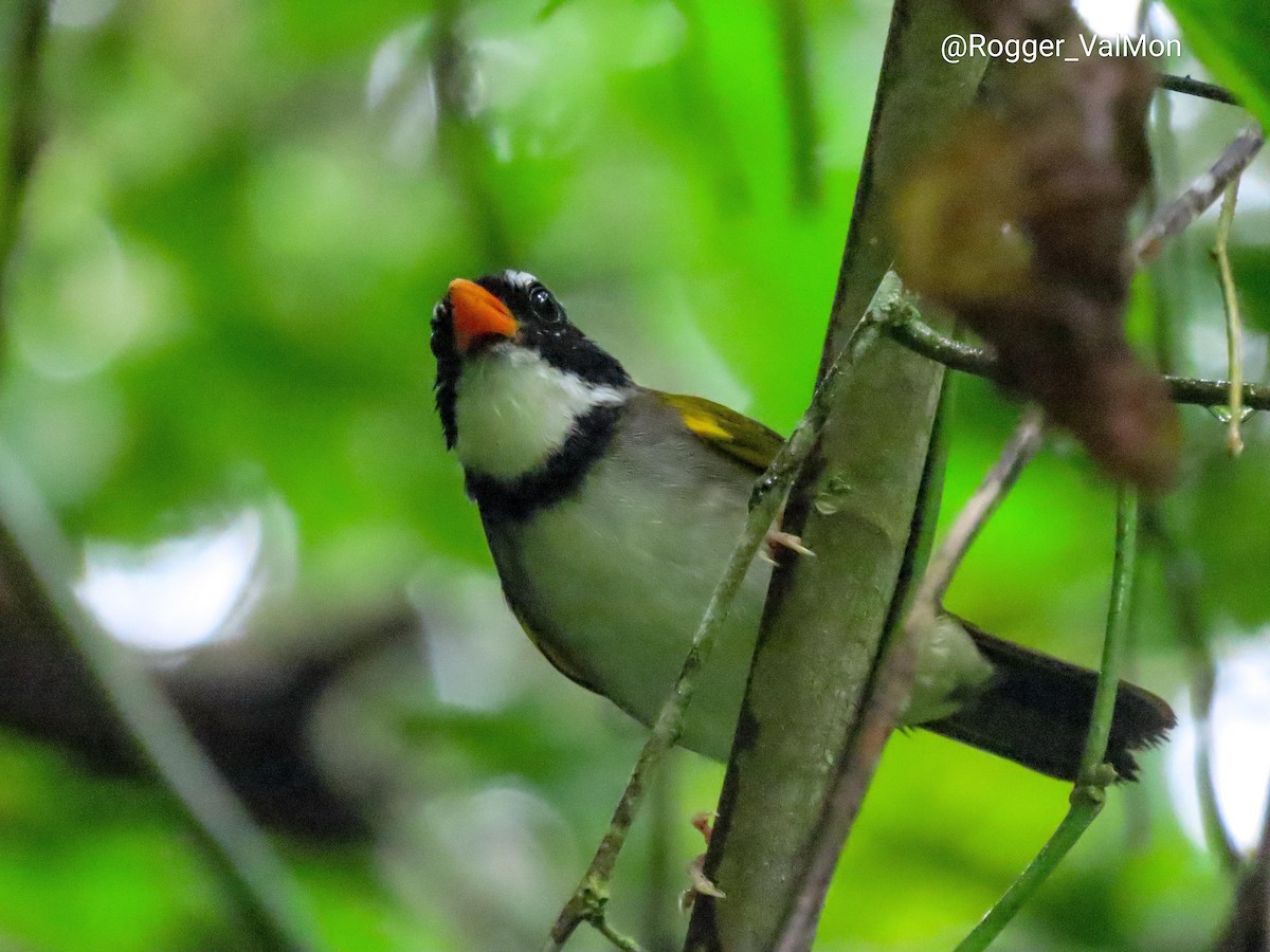 Orange-billed Sparrow - Rogger Valencia Monroy