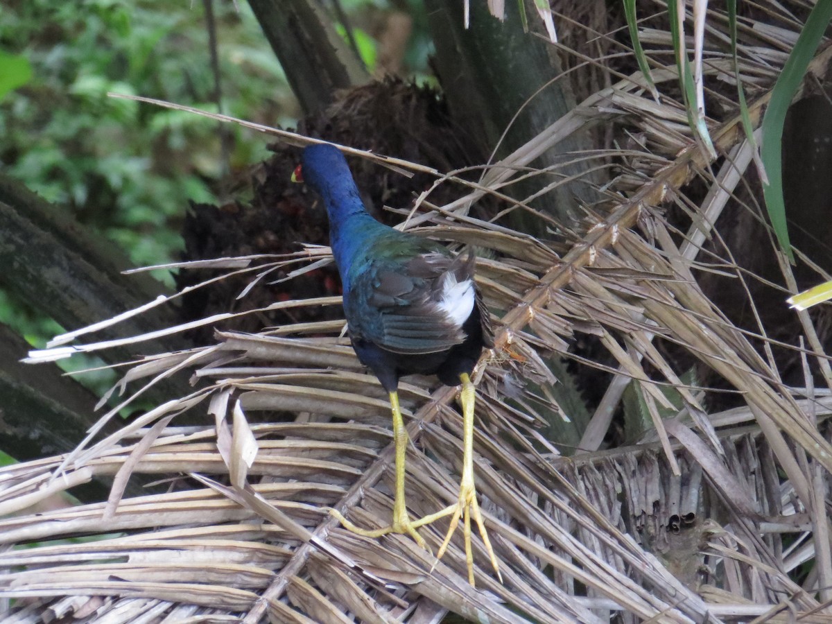 Purple Gallinule - Sara Griffith