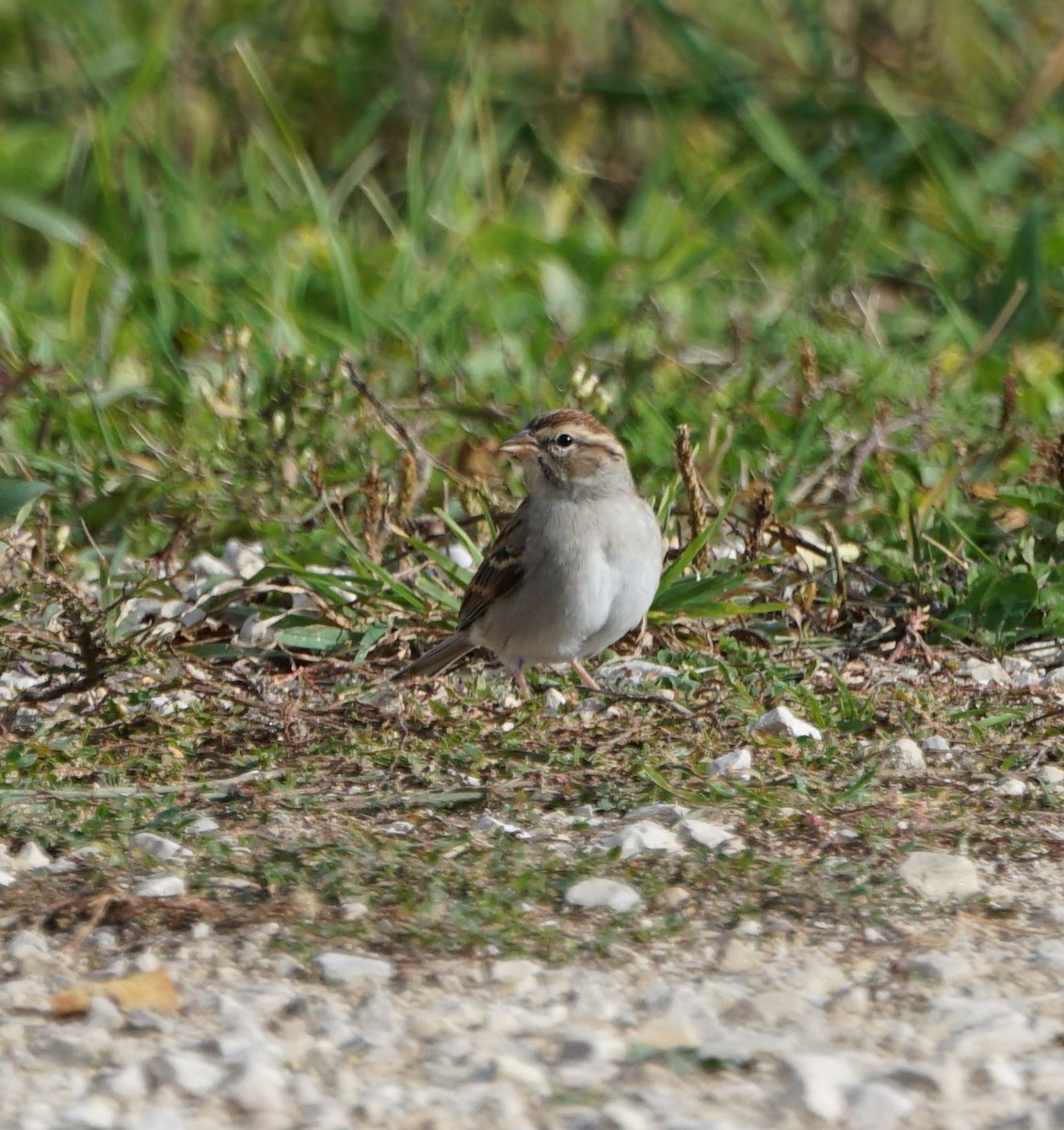 White-crowned Sparrow - ML387153451