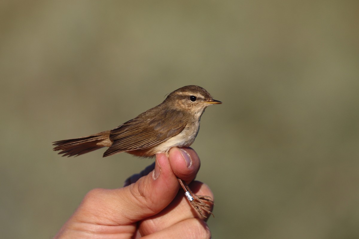 Dusky Warbler - ML387155431