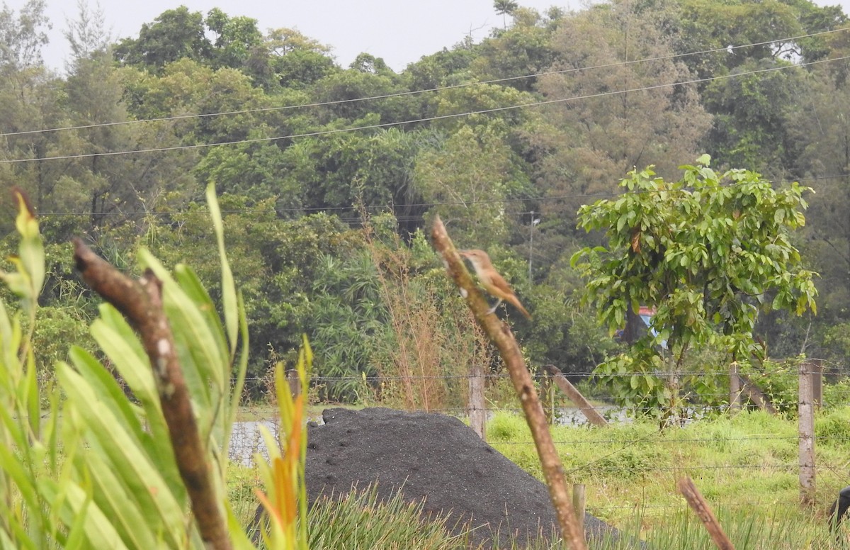 Oriental Reed Warbler - Manoj Karingamadathil