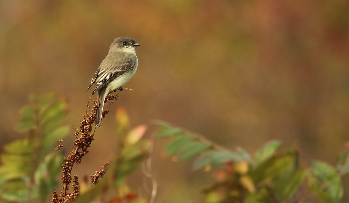 Eastern Phoebe - ML38715651