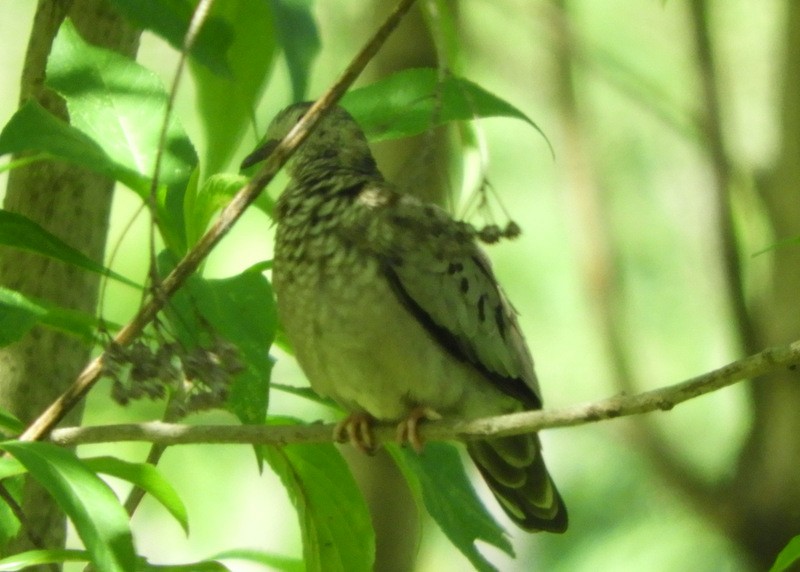 Common Ground Dove - ML387156771