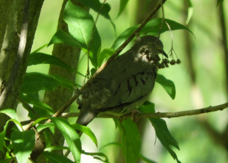 Common Ground Dove - ML387156781