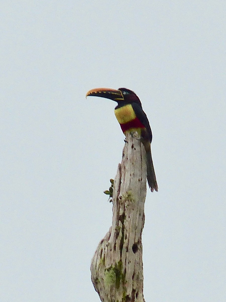 Chestnut-eared Aracari - ML387157251