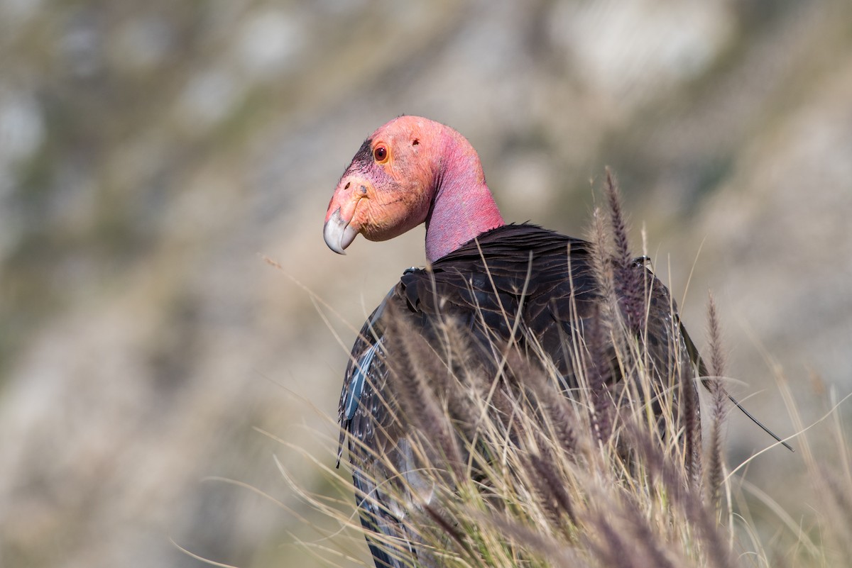 Cóndor Californiano - ML38715761