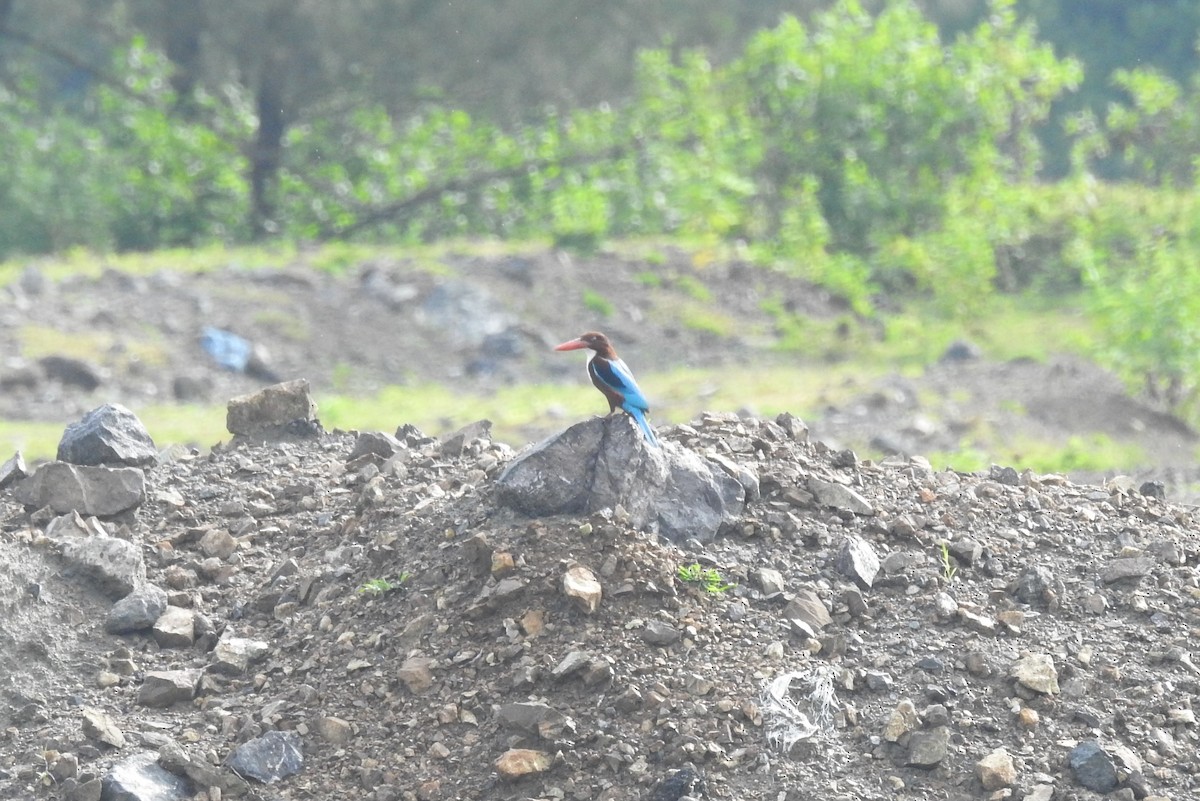 White-throated Kingfisher - Manoj Karingamadathil