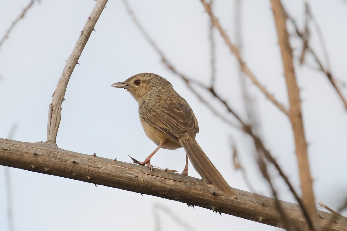 Burmese Prinia - ML387159691