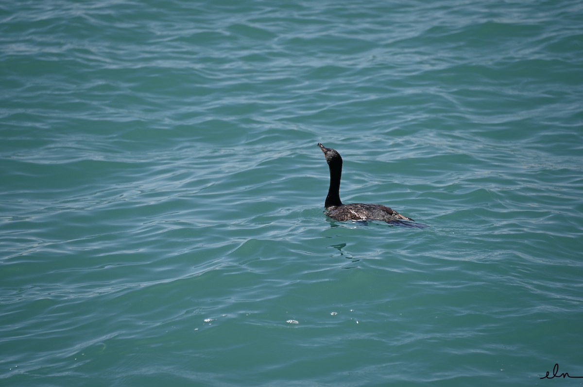 Double-crested Cormorant - ML387160551