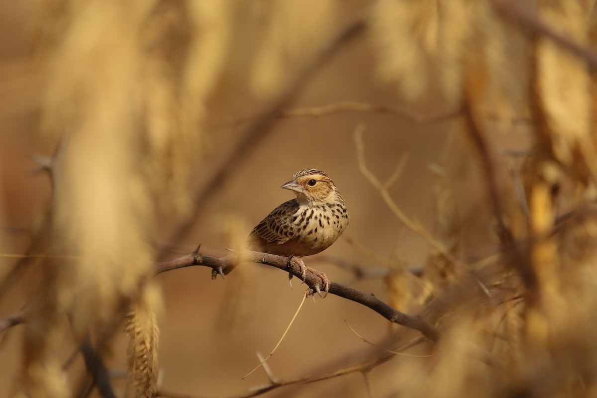 Burmese Bushlark - ML387162131