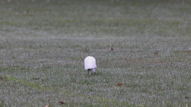 ニシアマサギ - ML387162451