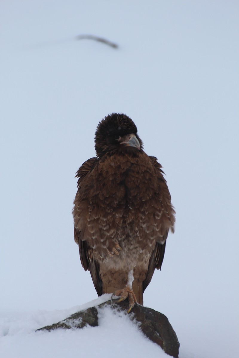 Mountain Caracara - ML387162521