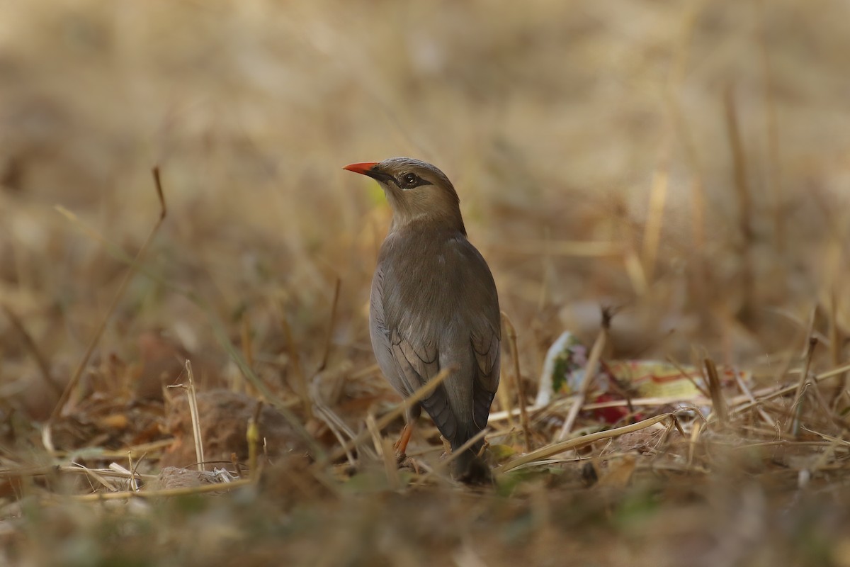 Burmese Myna - Frank Thierfelder