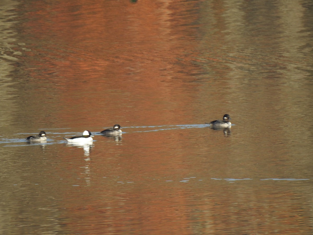 Bufflehead - ML387162671