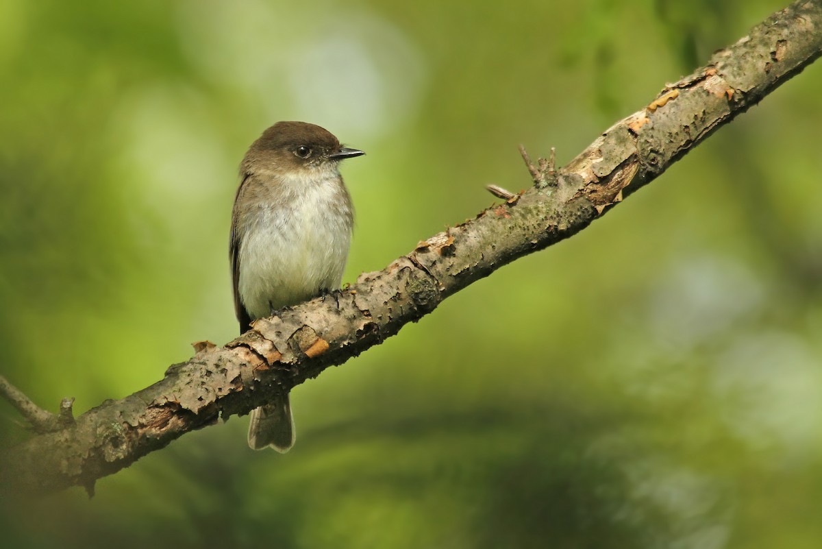 Eastern Phoebe - ML38716301