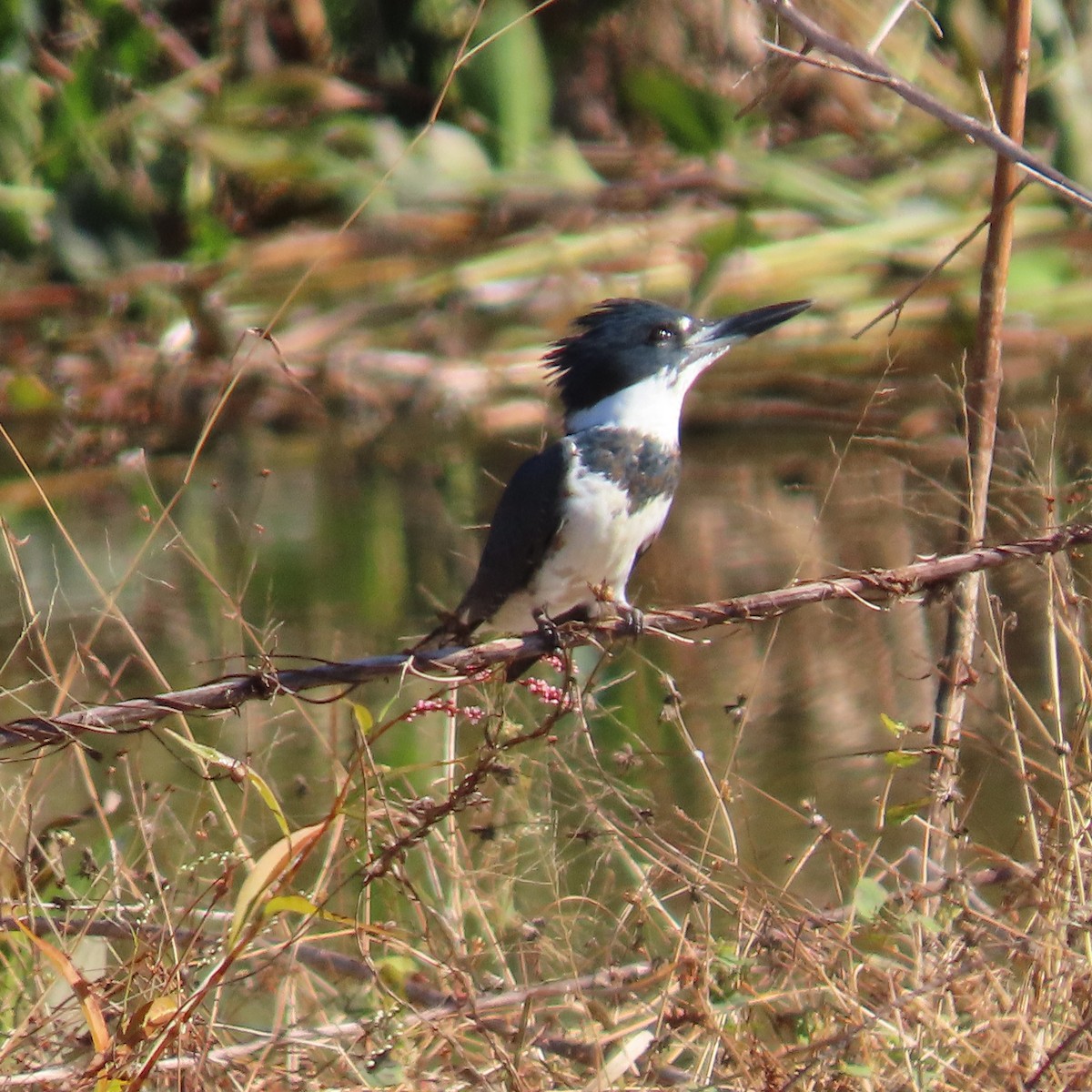 Belted Kingfisher - ML387163201