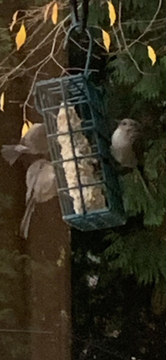 Bushtit - ML387163791