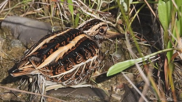 Jack Snipe - ML387165661