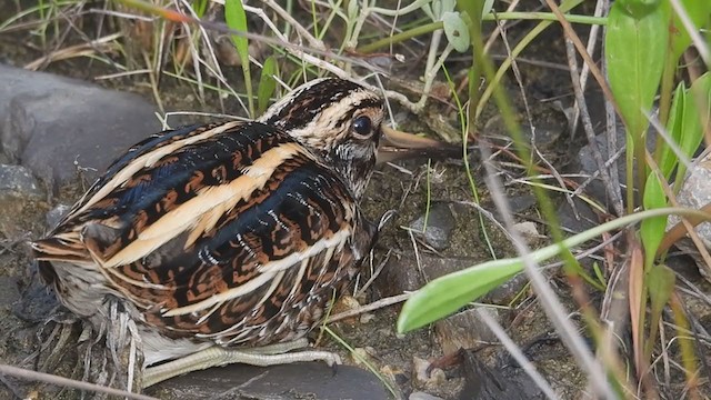 Jack Snipe - ML387165751