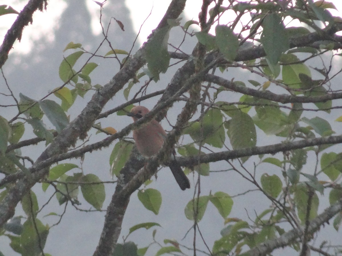 Eurasian Jay - ML387165801