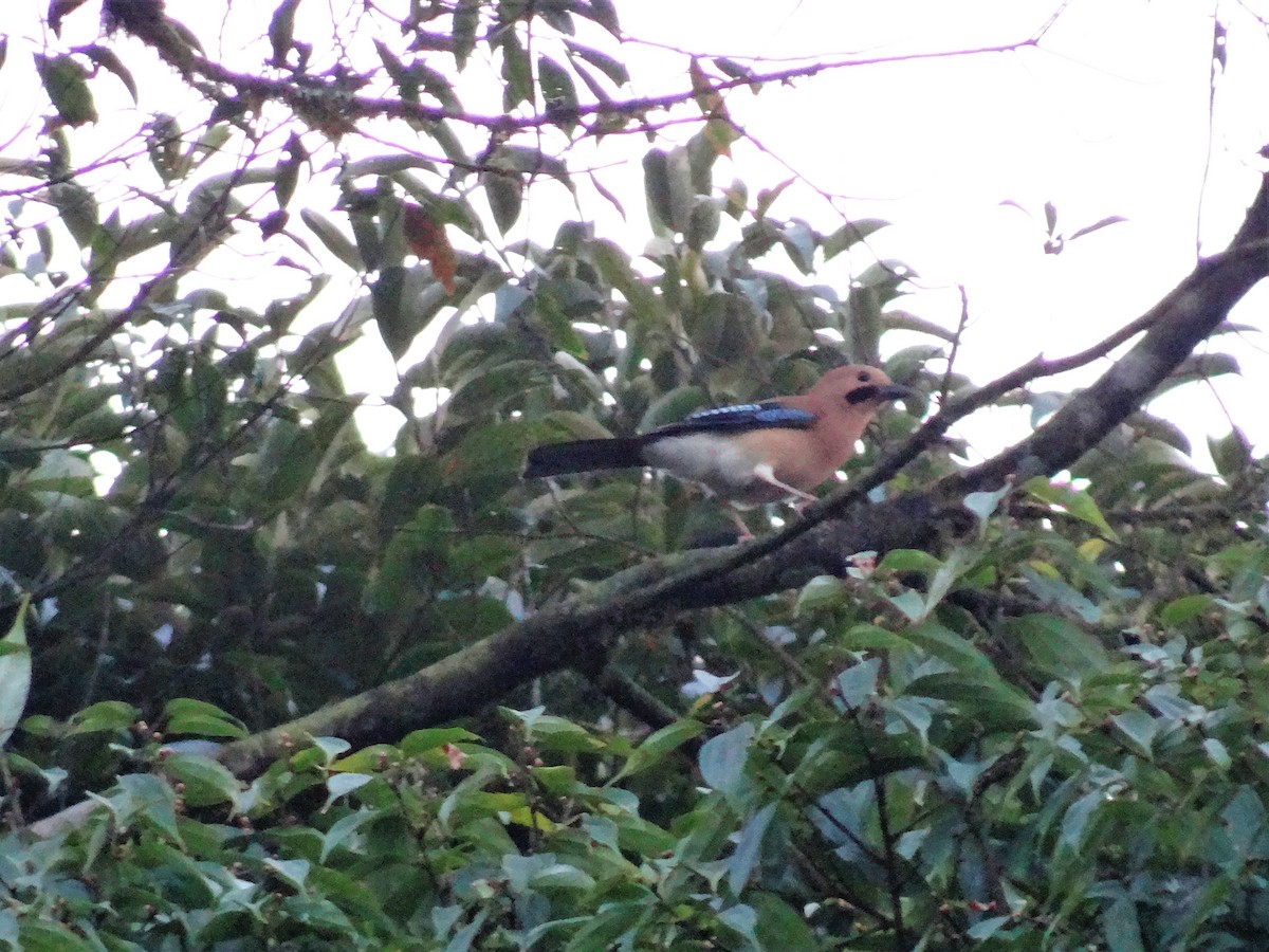 Eurasian Jay - ML387165831