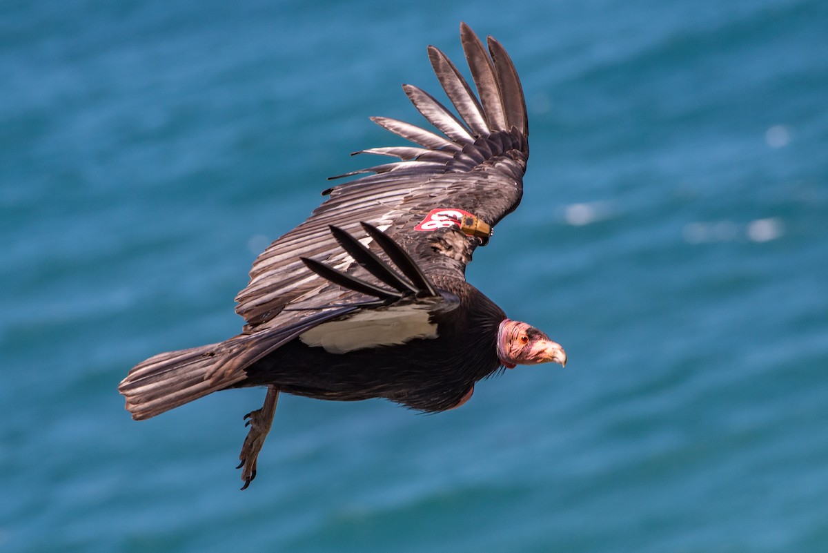 Cóndor Californiano - ML38716591