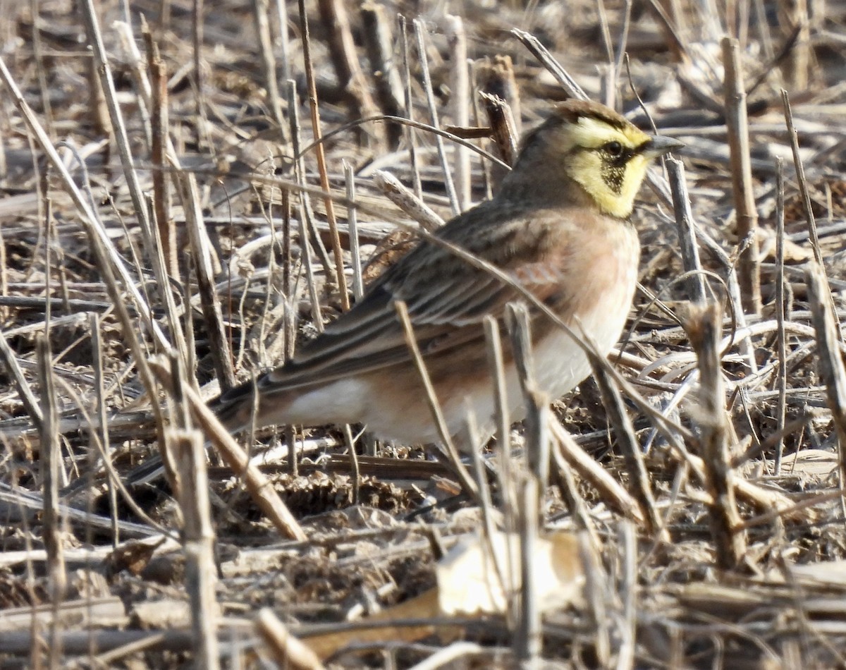 Horned Lark - Pierre Masse